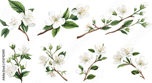 Set of Watercolor white cherry blossoms blooming elements. White cherry green leaves branch, and stem isolated on dark background. Suitable for decorative invitations, posters, or cards