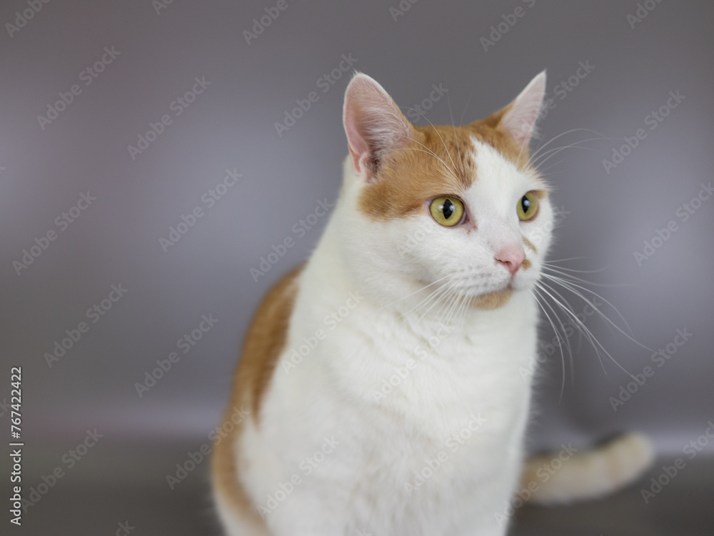 Cat Orange and White Tabby Domestic Cats, Isolated Studio Pet Portrait Gray Background, Kitty Face