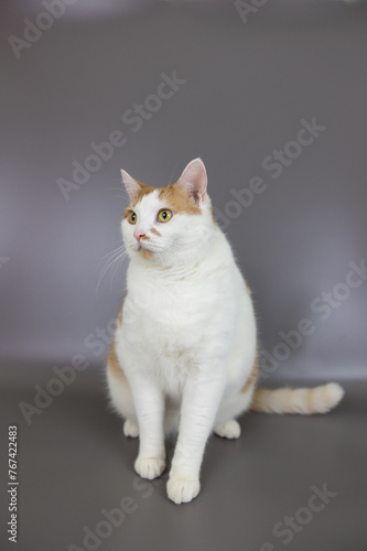 Cat Orange and White Tabby Domestic Cats, Isolated Studio Pet Portrait Gray Background, Kitty Face