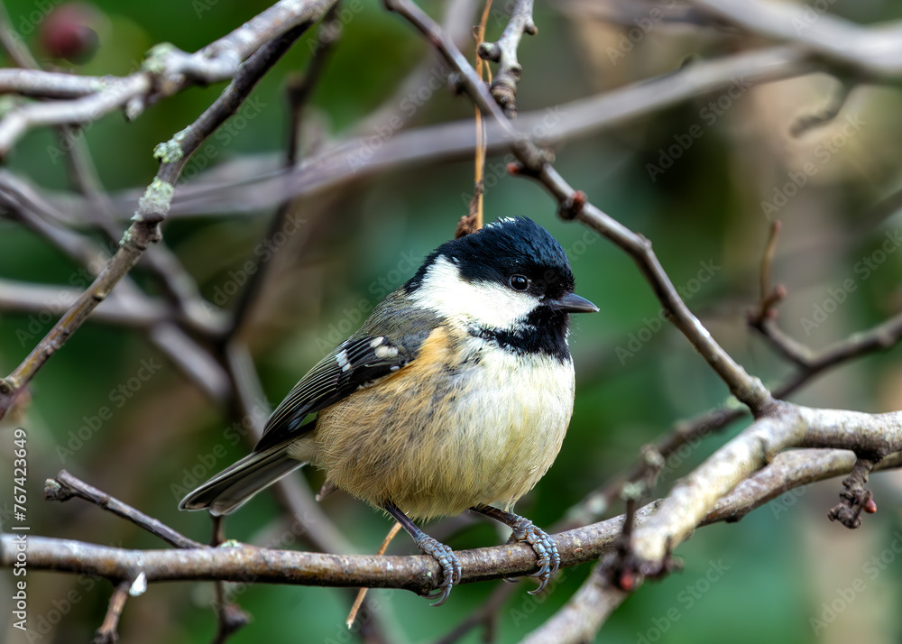 Coal Tit (Periparus ater) - Found across Europe & parts of Asia & North Africa. Coal Tit (Periparus ater) - Found across Europe & parts of Asia & North Africa.
