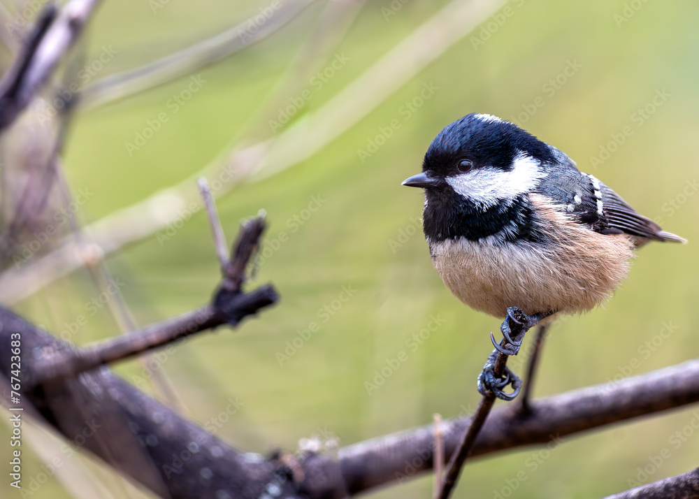 Coal Tit (Periparus ater) - Found across Europe & parts of Asia & North Africa. Coal Tit (Periparus ater) - Found across Europe & parts of Asia & North Africa.
