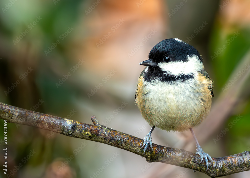 Naklejka premium Coal Tit (Periparus ater) - Found across Europe & parts of Asia & North Africa.