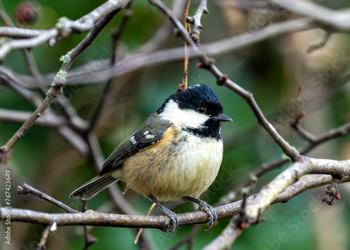 Coal Tit (Periparus ater) - Found across Europe & parts of Asia & North Africa.