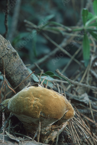 Ganoderma applanatum bracket fungus growing on trunk of trees. Sardinia, Italy photo