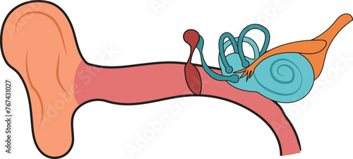 Human Ear Structure Illustration Diagram