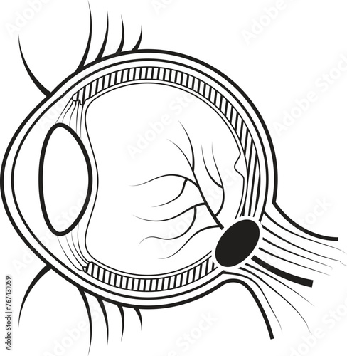 Human Eye Structure Illustration Diagram