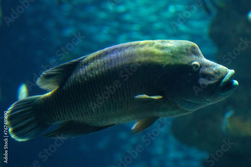 Tropical fish swimming in blue aquarium water.