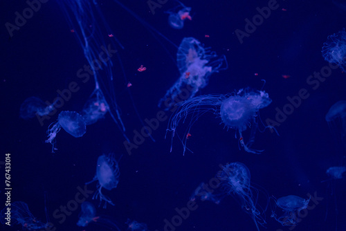 Ethereal jellyfish swimming in the deep blue sea  illuminated with a subtle glow  creating a serene underwater scene.