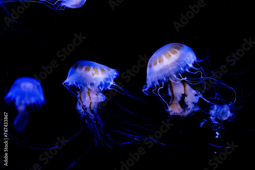 Photography Glowing jellyfish swimming in the dark ocean depths, showcasing bioluminescence