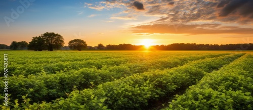 As the sun sets  casting a golden glow over the horizon  the sky above the natural landscape transforms into a canvas of vibrant colors  illuminating the field of green plants