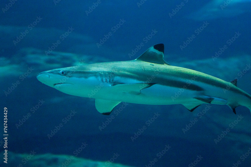 Underwater view of a solitary shark swimming near the ocean floor amidst blue waters.