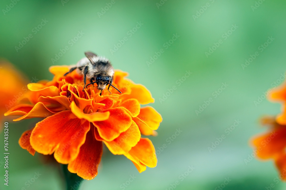 macro image of bee on orange flower in summer macro image of bee on orange flower in summer