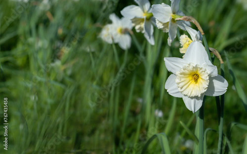 white narcissus in the grass