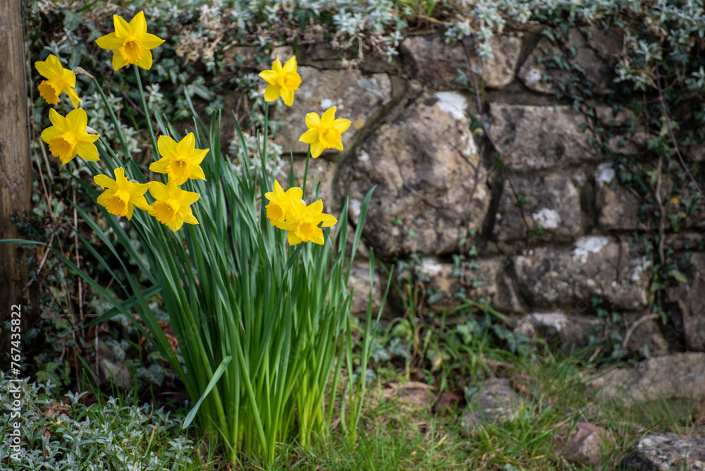 Obraz premium flowers on the rock