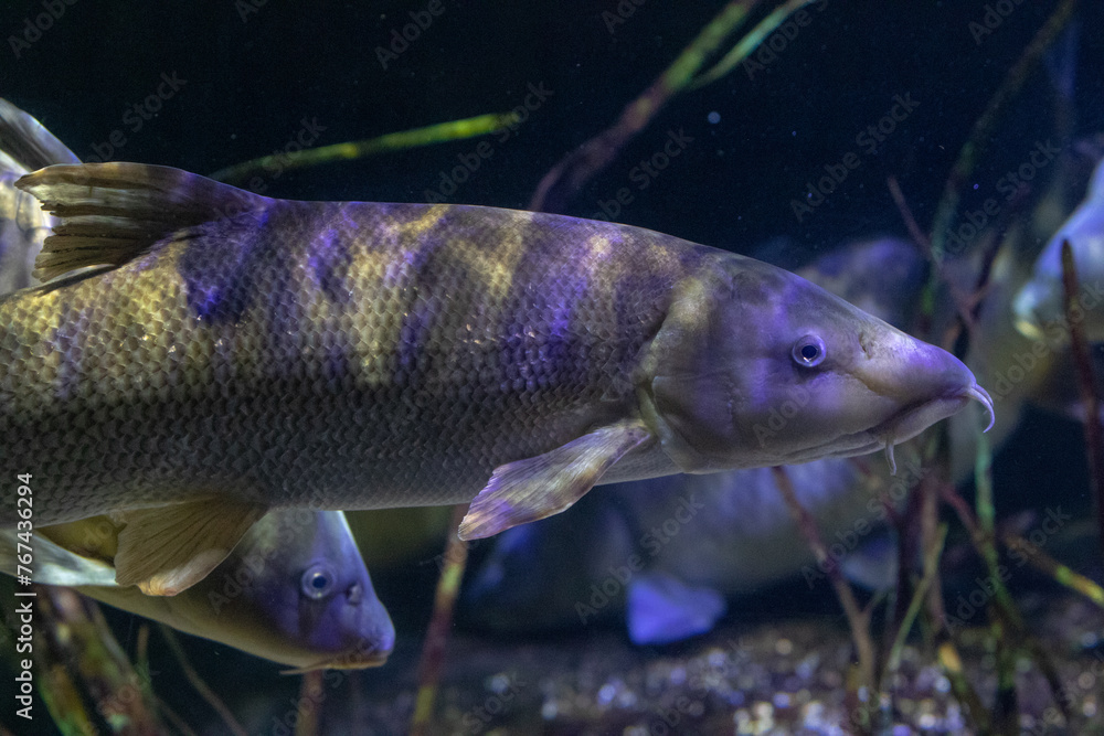 Underwater view of a brown and yellow patterned fish with whiskers in a natural aquatic habitat. Underwater view of a brown and yellow patterned fish with whiskers in a natural aquatic habitat.