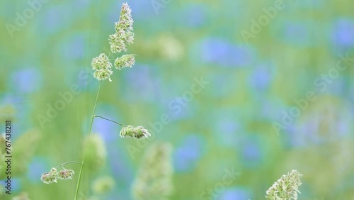 Puccinellia distans (European alkali, Reflexed-salt, Weeping alkali or Slender grass , Weeping alkaligrass, Reflexed Saltmarsh-Grass, Lax alkaligrass). photo