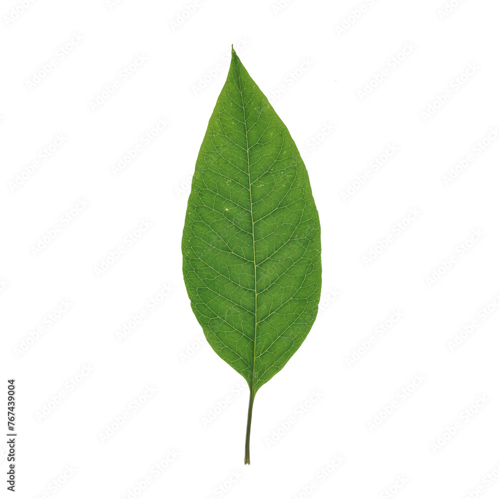 Green Leaf PNG Images Transparent Background Green Leaf PNG Images Transparent Background