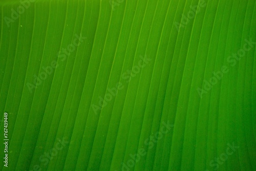 Tropical banana leaf texture. Natural green leaf. Close up of nature foliage background