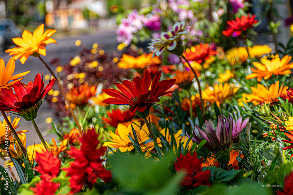 flowers in the garden flowers in the garden