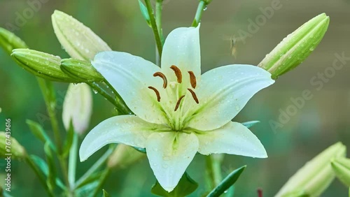 Lilium auratum is one of the true lilies. It is native to Japan and is sometimes called the golden rayed lily or the goldband lily. photo