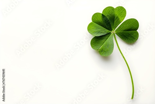 Fourleaf Clover on a White Background: Ideal for St Patrick's Day Greeting Cards. Concept St Patrick's Day, Fourleaf Clover, White Background, Greeting Cards