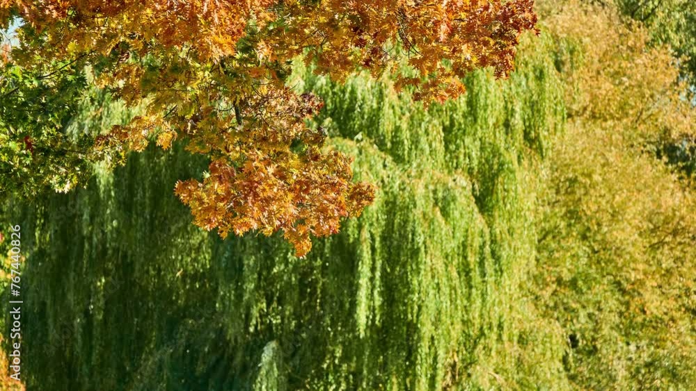Quercus palustris, pin oak or swamp Spanish oak, is tree in red oak