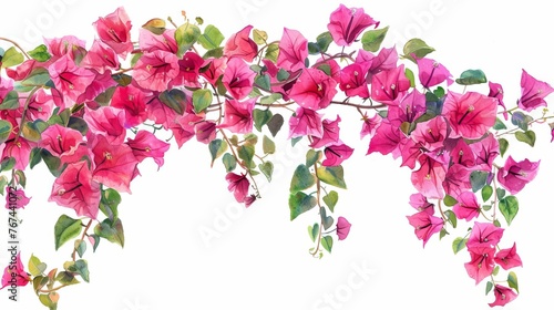 Bougainvillea creeper illustration - Vibrant pink flowers hanging gracefully, isolated on white background, watercolor painting photo