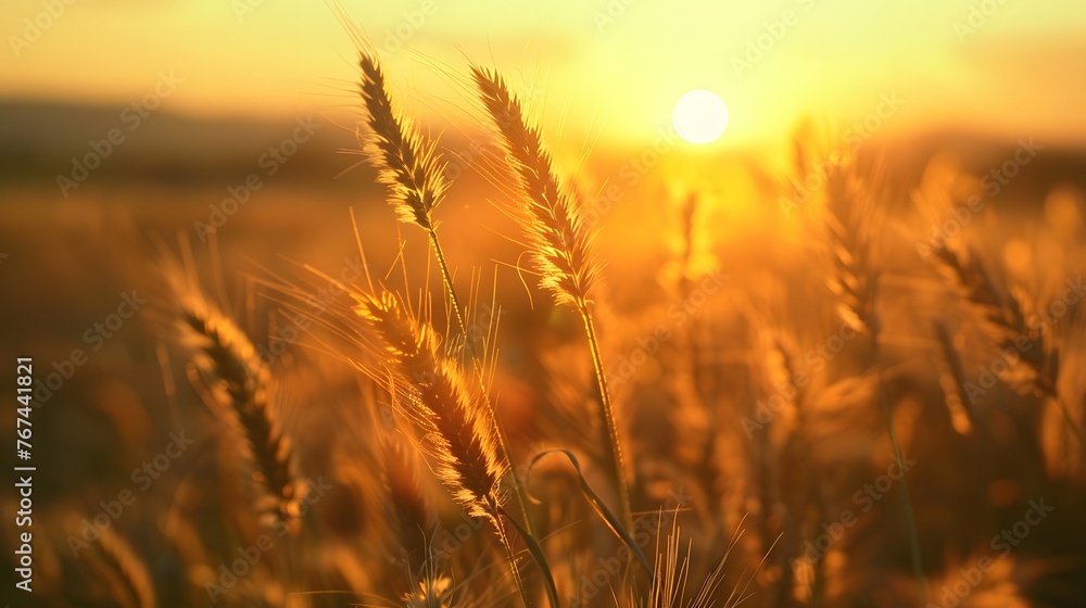 Landscape golden hour at Field of grass during sunrise. Landscape golden hour at Field of grass during sunrise.