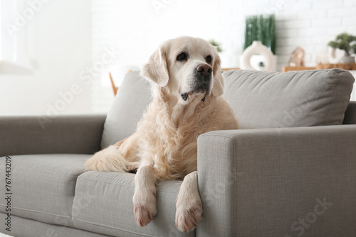 Cute Labrador dog lying on grey sofa at home