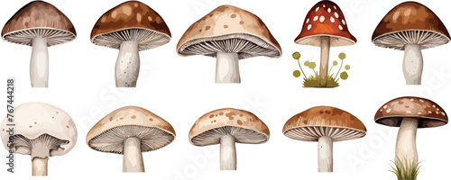 Set of watercolor cute wild mushrooms such as fly agaric, porcini and chanterelle isolated on white background. Perfect for cards, invitations and posters