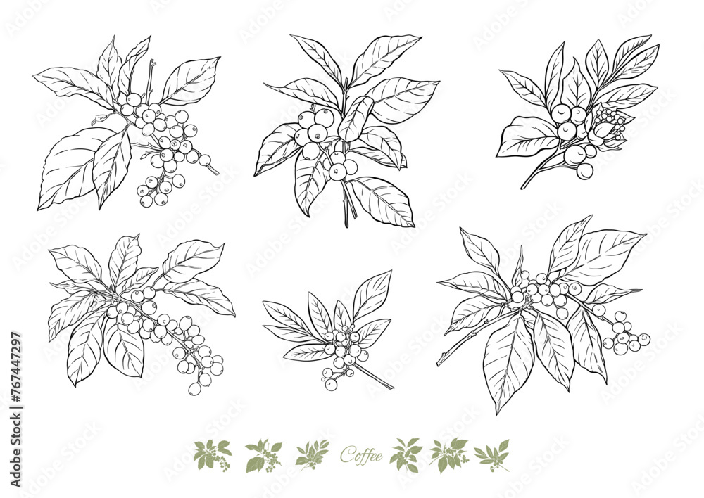 Coffee tree. Branch with leaves and berries. Clip art, set of elements for design Vector illustration. In botanical style