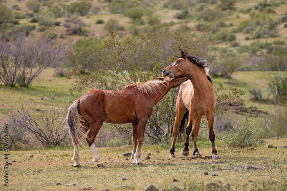 Wild horse stallions biting throats while fighting in the Salt River wild horse management area near Mesa Arizona United States Wild horse stallions biting throats while fighting in the Salt River wild horse management area near Mesa Arizona United States