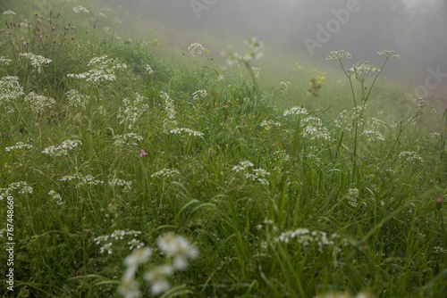 Beautiful green flowering mountain meadow in the spring with fog during the rain. 