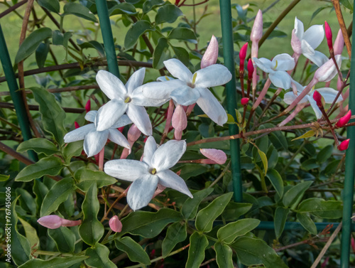 Jasminum polyanthum or many-flowered jasmine flowers on the garden fence photo