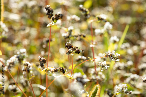 The harvest is ripening: close-up of a buckwheat flower in a field on a summer sunny day