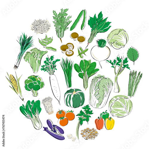 Vegetables of the round form drawn by illustration