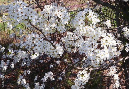 Bradford Pear Tree White Blossoms Early Spring photo