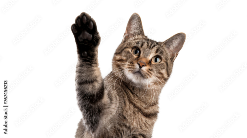 Obraz premium Cat giving high five