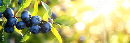 Lush blueberries on thriving bushes in greenhouse, ripe and ready for bountiful harvest