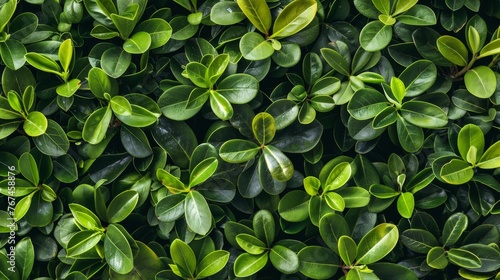 Closeup of green hedge wall texture with small evergreen leaves for eco friendly garden backgrounds