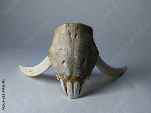 Lower jaw part of boar skull with fangs and teeth on white background

