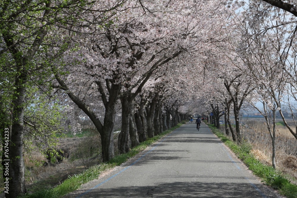 Obraz premium 벚꽃