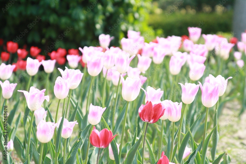 Obraz premium 튤립