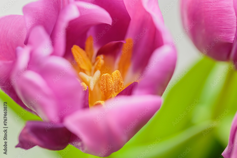 Greeting card or web design with tulip flowers with macro detail. Beautiful pink flower on petals on light background. Shallow depth of field Greeting card or web design with tulip flowers with macro detail. Beautiful pink flower on petals on light background. Shallow depth of field