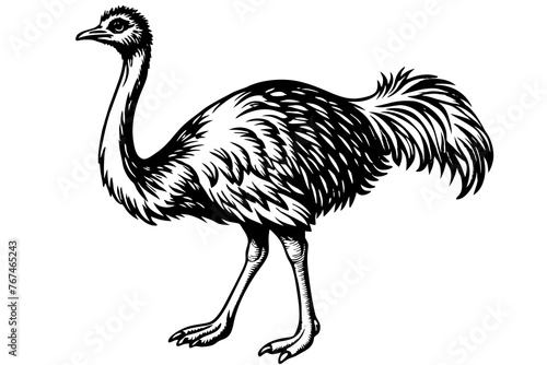 ostrich silhouette vector illustration