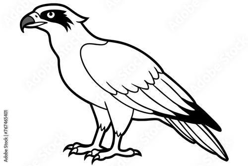 osprey silhouette vector illustration