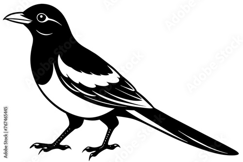 magpie silhouette vector illustration © CreativeDesigns