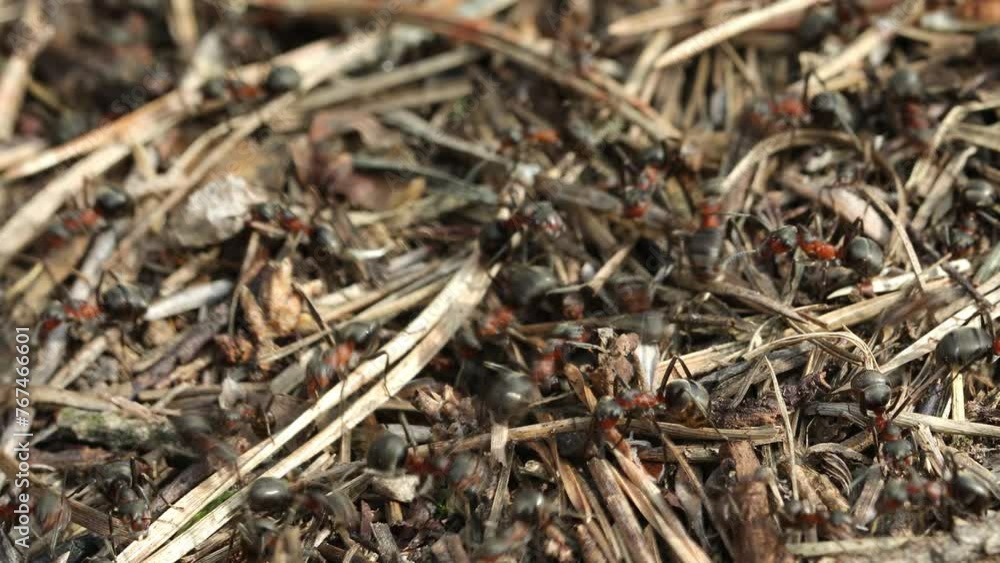 Work and life of forest ants in an anthill. The anthill is teeming with ants Work and life of forest ants in an anthill. The anthill is teeming with ants