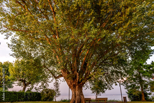 Obraz na płótnie Sirmione, lago di garda, Brescia, Lombardia, italia, w salonie