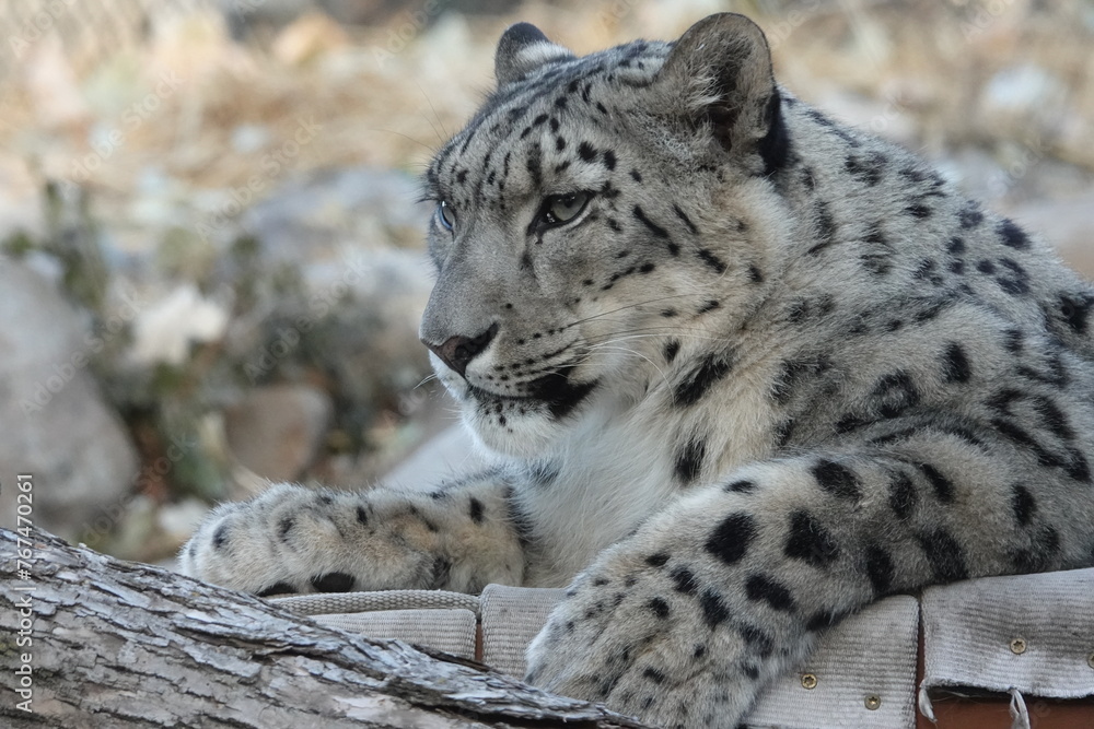 Naklejka premium Great Plains Zoo Snow Leopard